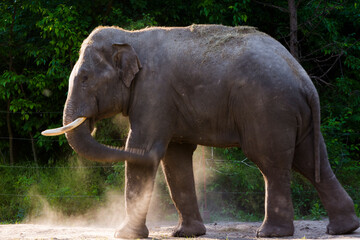 Fototapeta premium An Asian elephant is having dust bath in summer