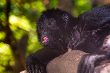 Old brown-headed spider monkey is lying on a tree