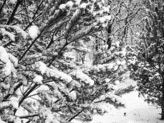 Forest thickets with pines and trees covered with snow