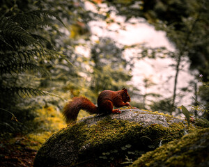 Eichhörnchen 