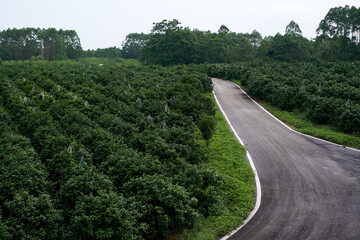 Road scenery in the orchard