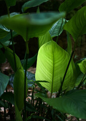 Close-up of brown leaves under sunlight outdoors