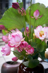 Fototapeta na wymiar Beautiful lotus decoration flower arrangement, with freshly picked lotus