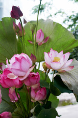 Beautiful lotus decoration flower arrangement, with freshly picked lotus