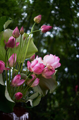 Beautiful lotus decoration flower arrangement, with freshly picked lotus