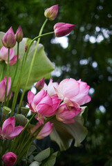 Obraz premium Beautiful lotus decoration flower arrangement, with freshly picked lotus