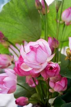 Beautiful lotus decoration flower arrangement, with freshly picked lotus