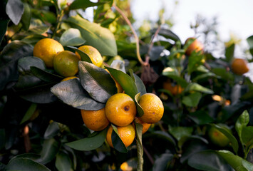 Close-up of ripening sugar oranges