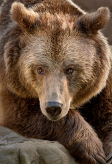 Fototapeta na wymiar portrait of a brown bear