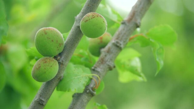 New Green Budding Apricot Fruit On A Lush Tree Branch, CLOSE UP