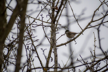 Parus palustris on a branch. Small bird in an autumnal forest. Marsh tit sitting on a leafless bush. Selective focus on the animal, blurred background.