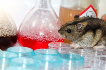 rats in laboratory
