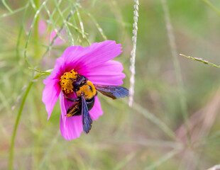 Fototapeta premium コスモスに寄ってきた蜂