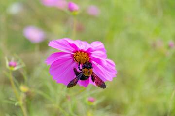 コスモスに寄ってきた蜂