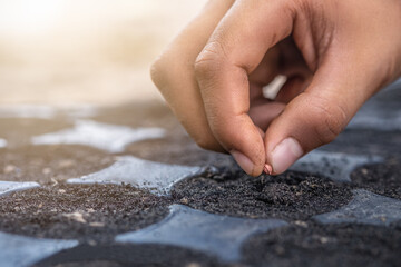close up dirty  hand  sowing coriander seeds on soil