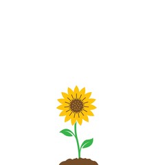 Obraz premium Sunflower icon vector illustration design template