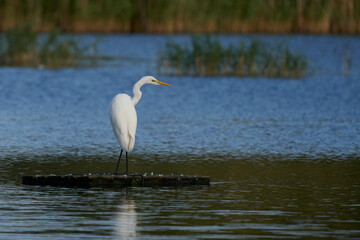 Great White Egret (Ardea alba) standing on a platform on a lake at Ham Wall in Somerset, United Kingdom.