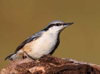 Eurasian nuthatch	