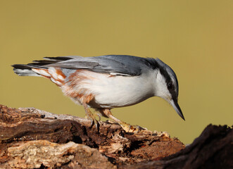 Eurasian nuthatch	