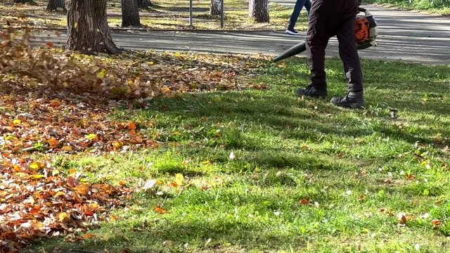 Slow motion. A man working with a blower while harvesting leaves in the park. Leaves rise and fall on the lawn on a sunny day. High quality FullHD footage