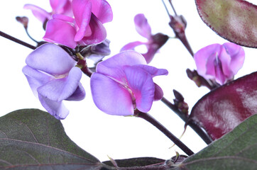 Obraz premium Flowers of Purple Hyacinth Bean- Lablab purpureus on an isolated white background