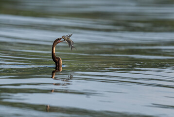African Darter - Anhinga rufa, common brown darter from African lakes and rivers, Murchison falls,...