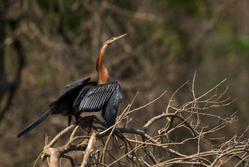 African Darter - Anhinga rufa, common brown darter from African lakes and rivers, Murchison falls,...