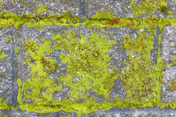 緑の苔、石から生えるコケ