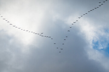 A flock of wild geese flies in a wedge against the backdrop of a cloudy sky