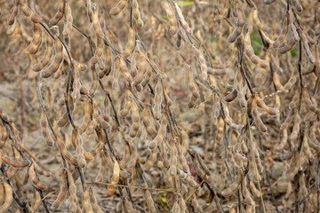 A view of soybeans. This crop is ready for harvesting