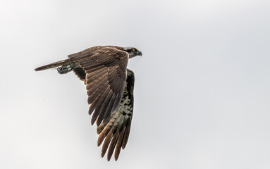 Fischadler im Flug