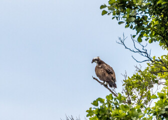 Fischadler im Ansitz