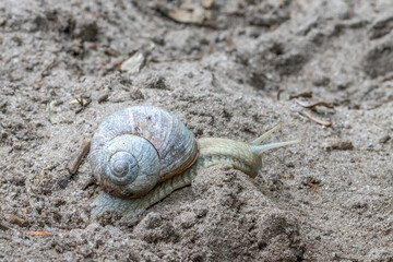 Schnecke auf Sandboden