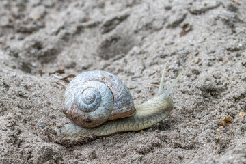 Schnecke auf Sandboden