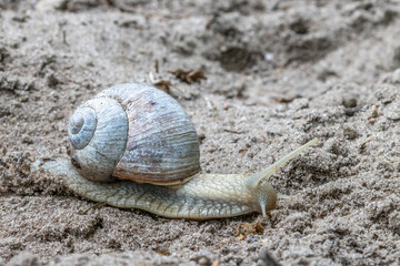 Schnecke auf Sandboden