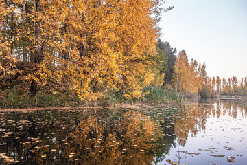 beautiful landscape of golden autumn at a forest lake at sunrise