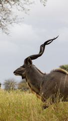 Naklejka na ściany i meble Big kudu bull on the move