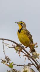 a beautiful yellow-throated longclaw 