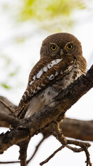 close up of a barred owlet