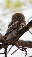 close up of a barred owlet