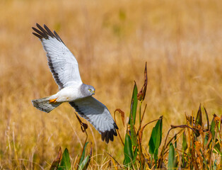 Male northern harrier -circus cyaneus - flying low over meadow, sideways view, underside of wings and tail showing