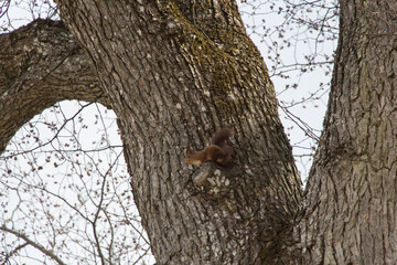 A red fluffy squirrel on a tree trunk.