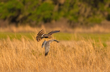 Mating pair of Northern Harriers - Circus hudsonius - flying together and hunting over a meadow in Florida