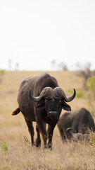 big African buffalo in the wild