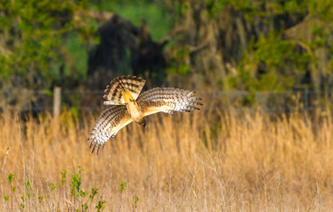Amazing view of female northern harrier aka marsh hawk - Circus cyaneus - dive bombing for prey in...