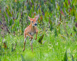 young white tailed deer - Odocoileus virginianus - running through meadow and marsh