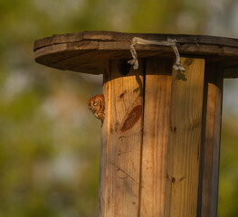 red eastern screech owl - Megascops Asio - peeking out with yellow eyes of homemade wooden nest box