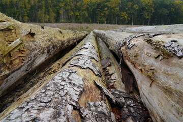 pile of logs,stapel von baumstämmen