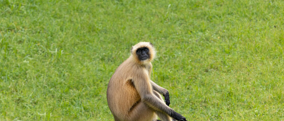 Indian monkey