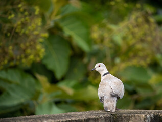 Indian bird